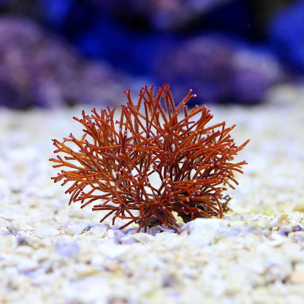 （海水魚）海藻　ソデガラミ（１房）　北海道・九州航空便要保温