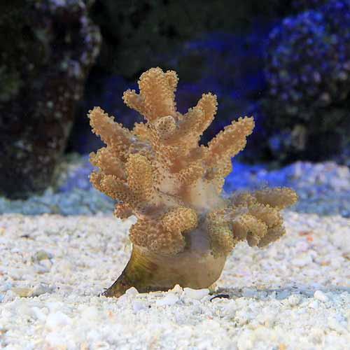 （サンゴ）沖縄産　ナグラカタトサカ　おまかせカラー　Ｓサイズ（１個）