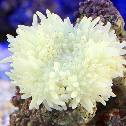 （海水魚）シライトイソギンチャク　Ｓサイズ（１匹）無脊椎動物