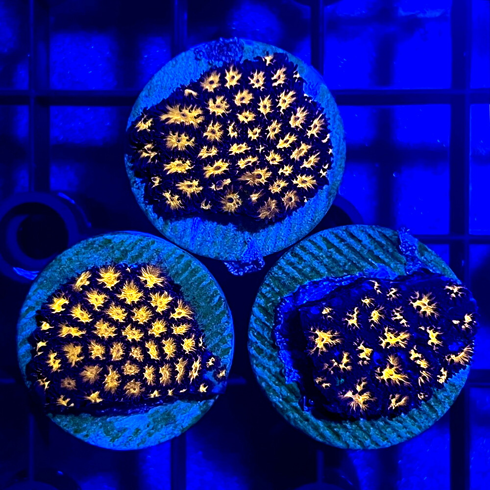 （サンゴ）トゲルリサンゴ　センターオレンジ　プラグ付き（１個）