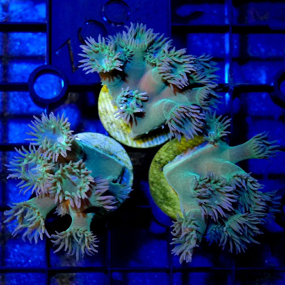 （サンゴ）オオスリバチサンゴ　プラグ付き（１個）