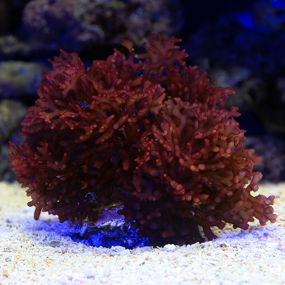 （海水魚）海藻　インドネシア産　フサノリ　岩付き（１個）