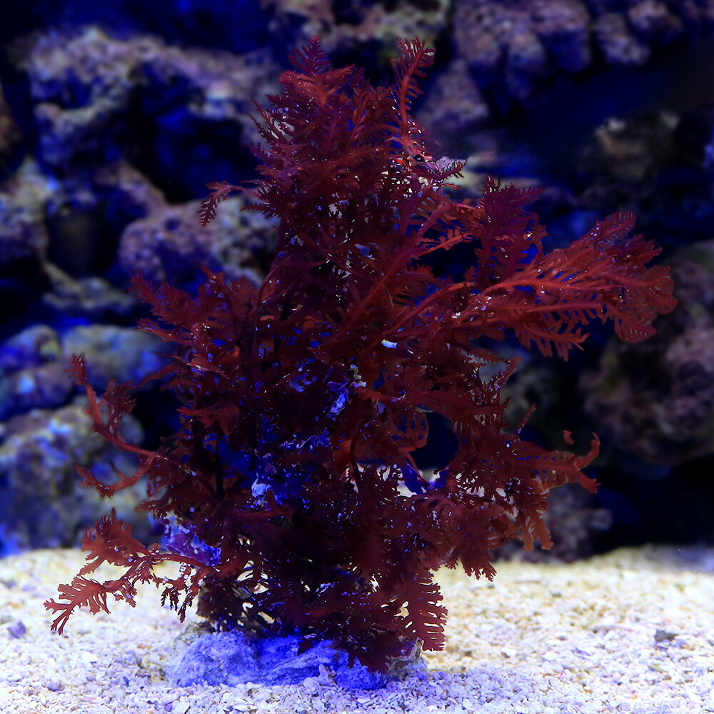 （海水魚）海藻　インドネシア産　オバクサ　岩付き（１個）