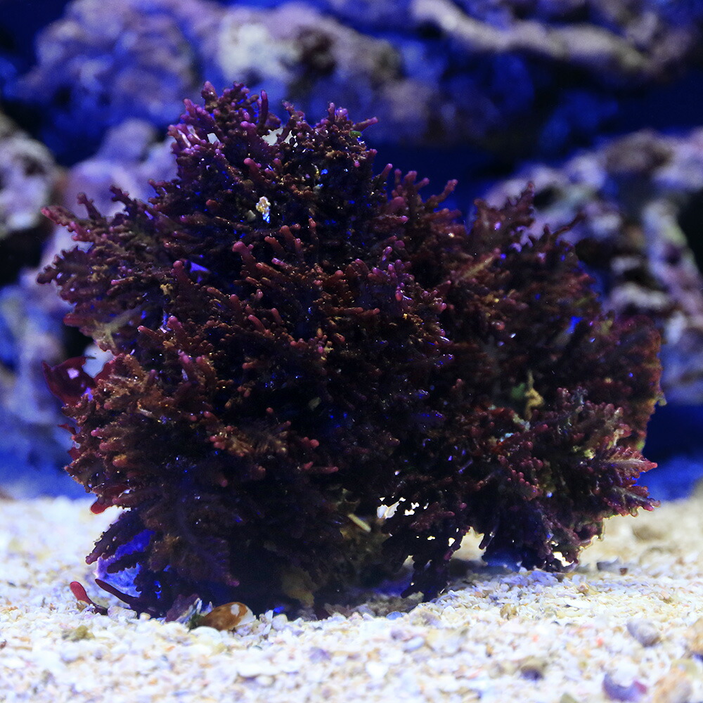 （海水魚）海藻　インドネシア産　ソゾｓｐ．　岩付き（１個）