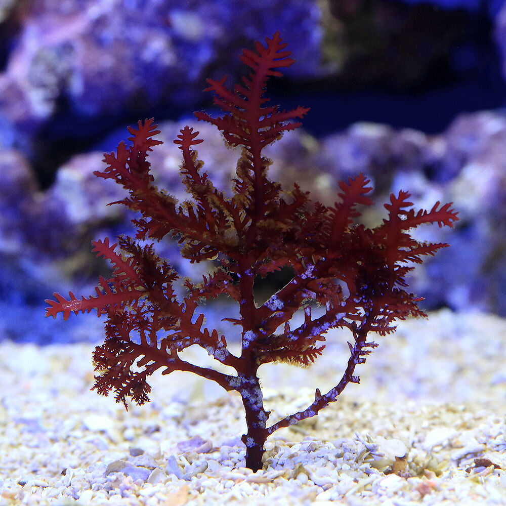 （海水魚）海藻　房売り　インドネシア産　オバクサ（１房）