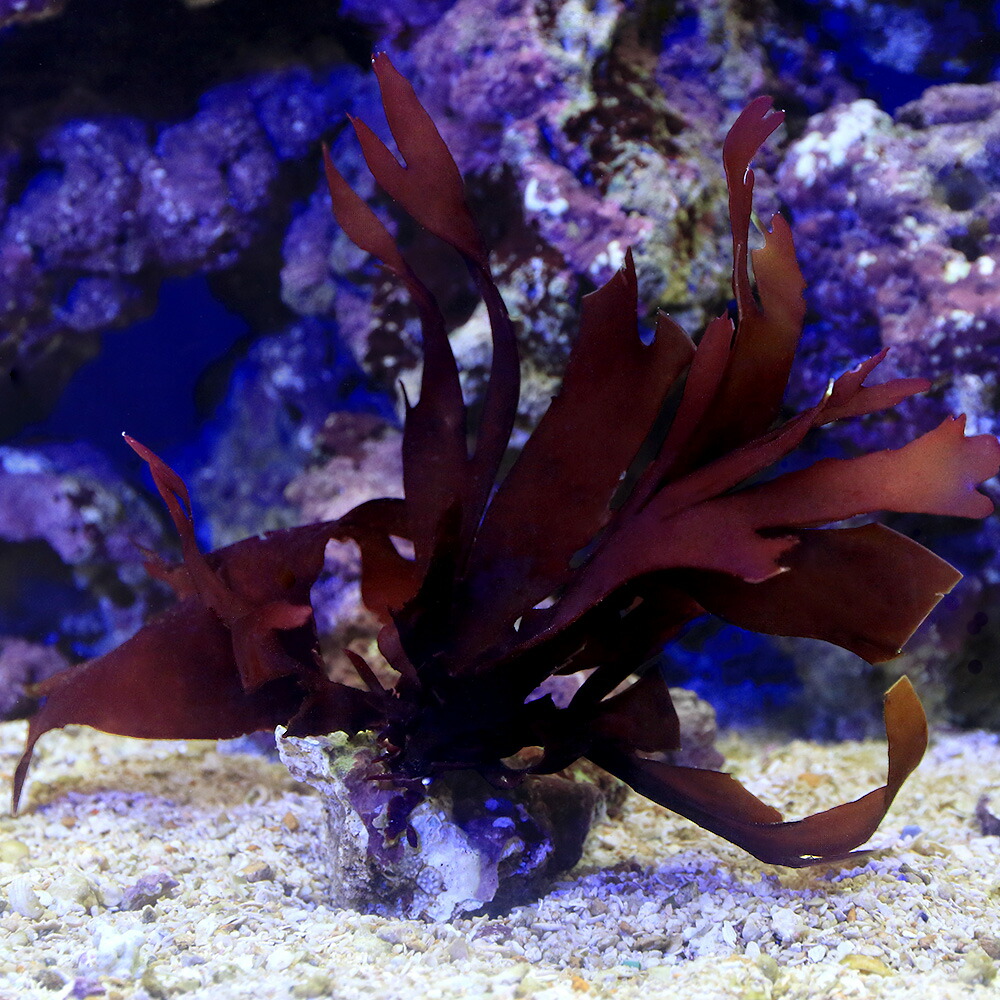 （海水魚）海藻　タンバノリ（１個）