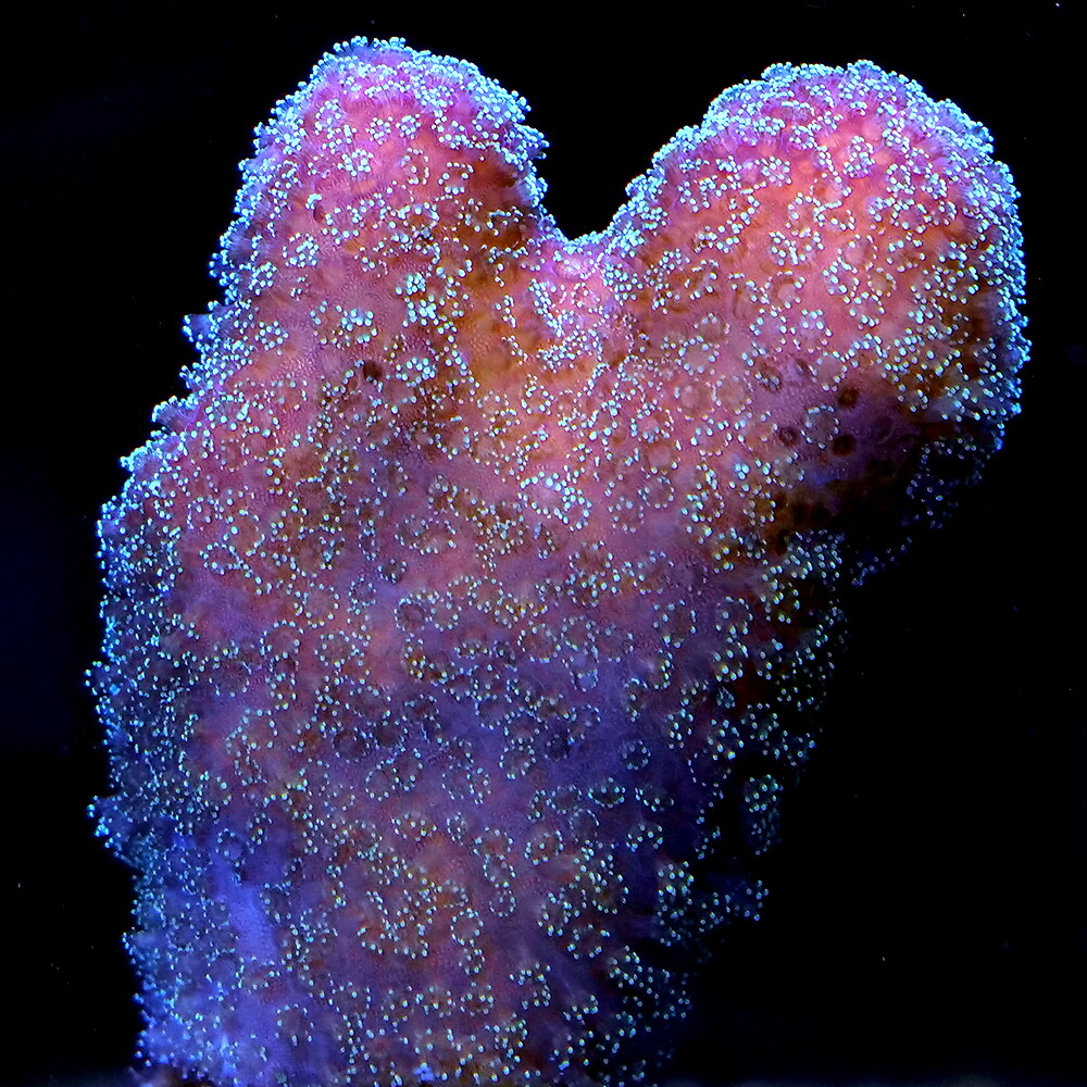 （サンゴ）オーストラリア産　ショウガサンゴ　ピンク　ポリプグリーン　ポリカプラグＭ（１個）ｗ‐９４