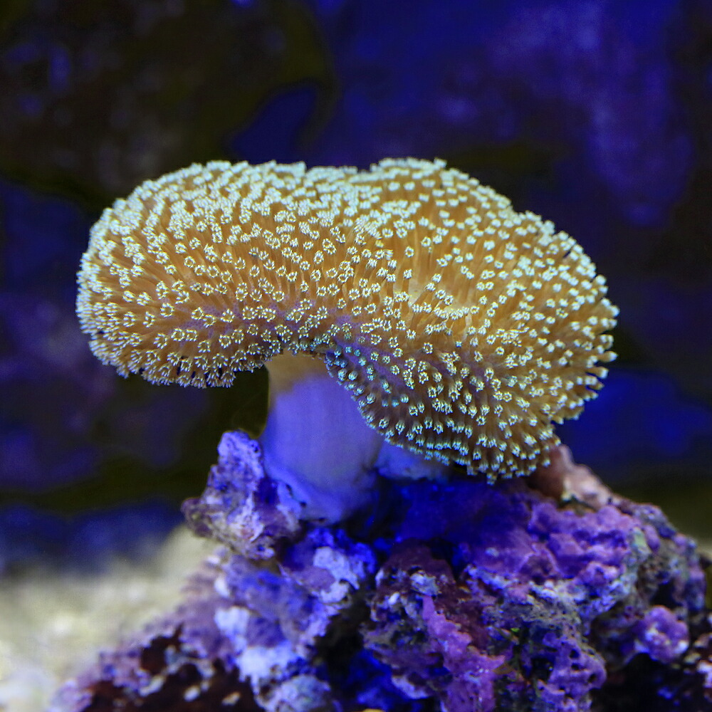 （サンゴ）沖縄産　ウミキノコ　ポリプライトグリーン　（１個）