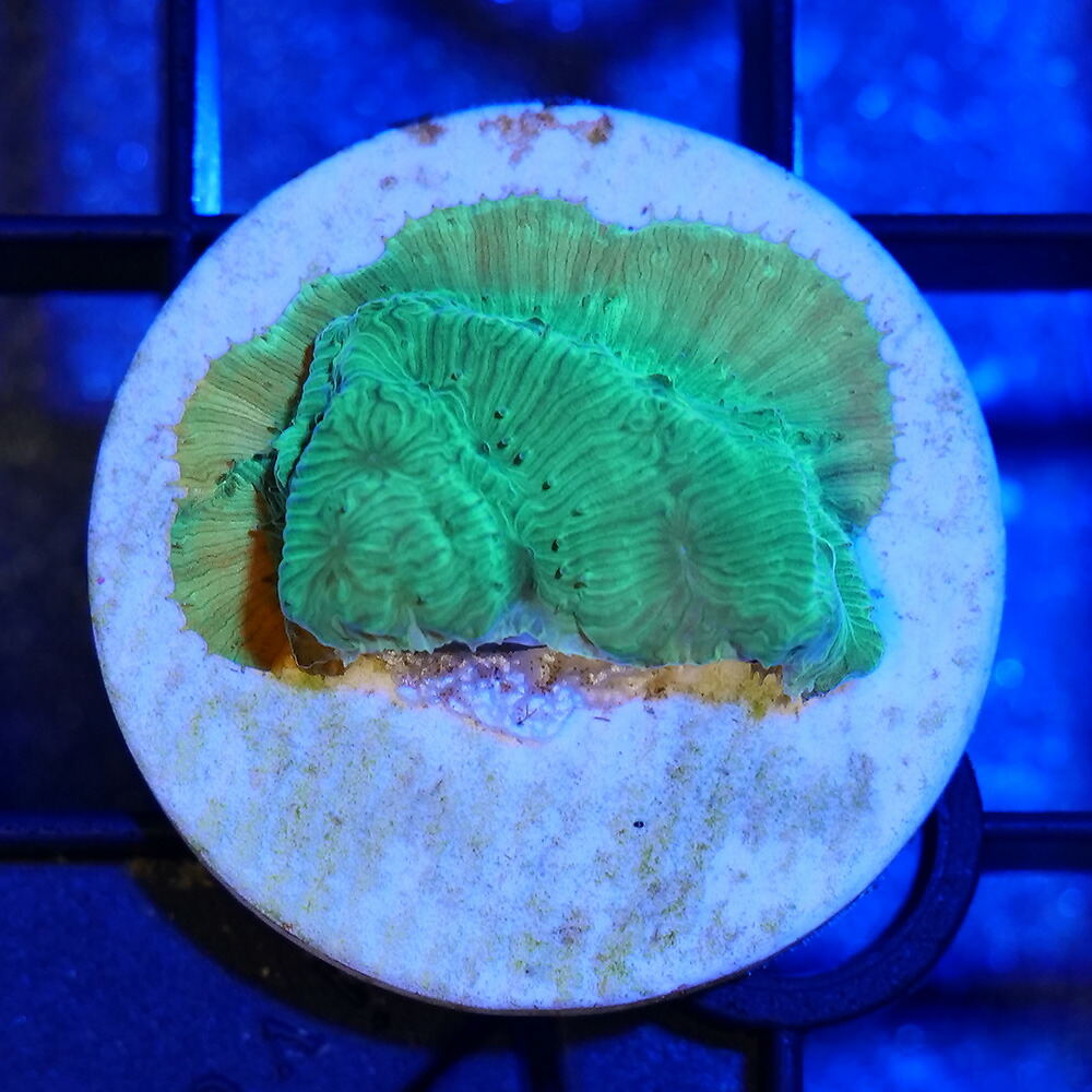 （サンゴ）オーストラリア産　センベイサンゴ　グリーン　プラグ付き（１個）