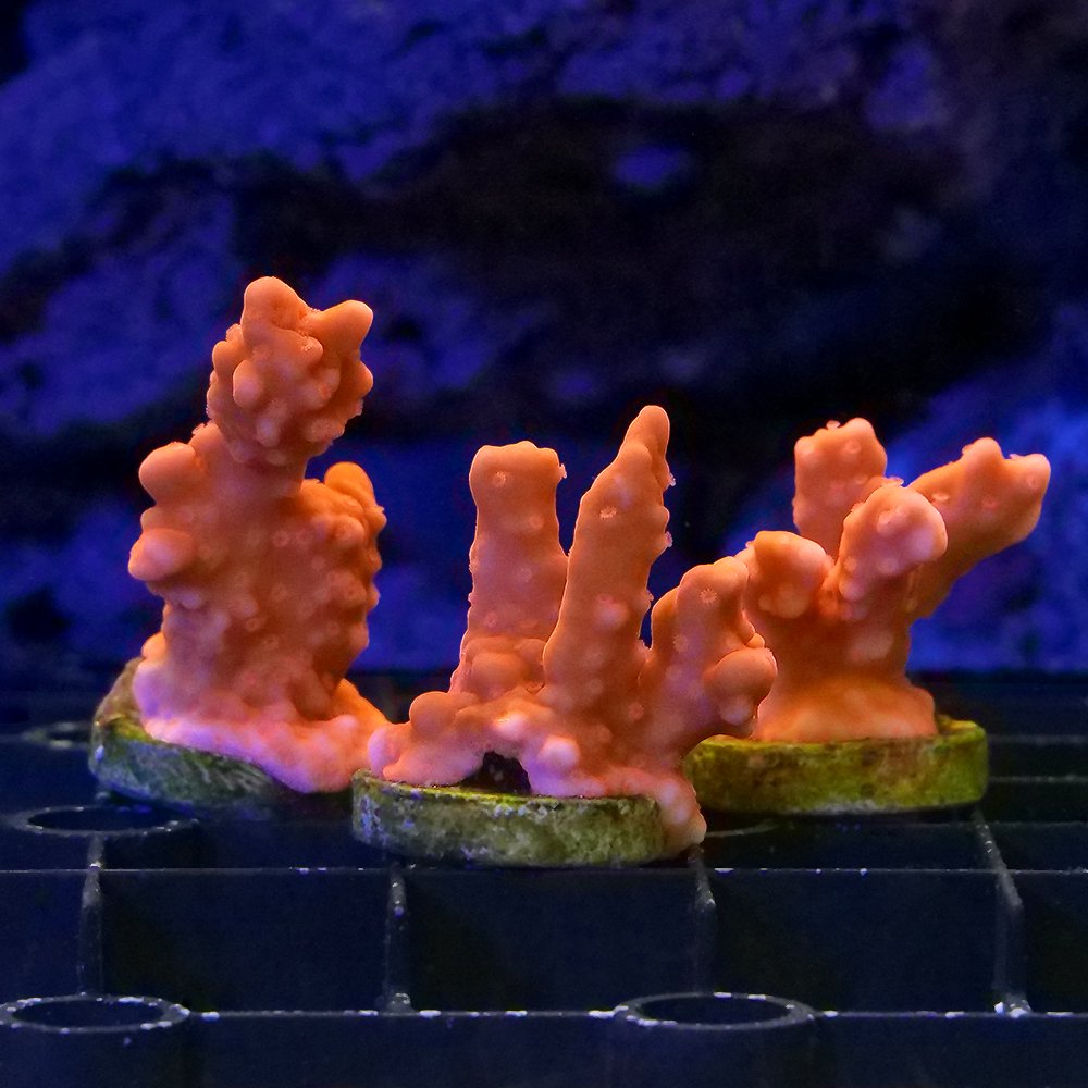 （サンゴ）コモンサンゴ　セトーサ　プラグ付き　（１個）