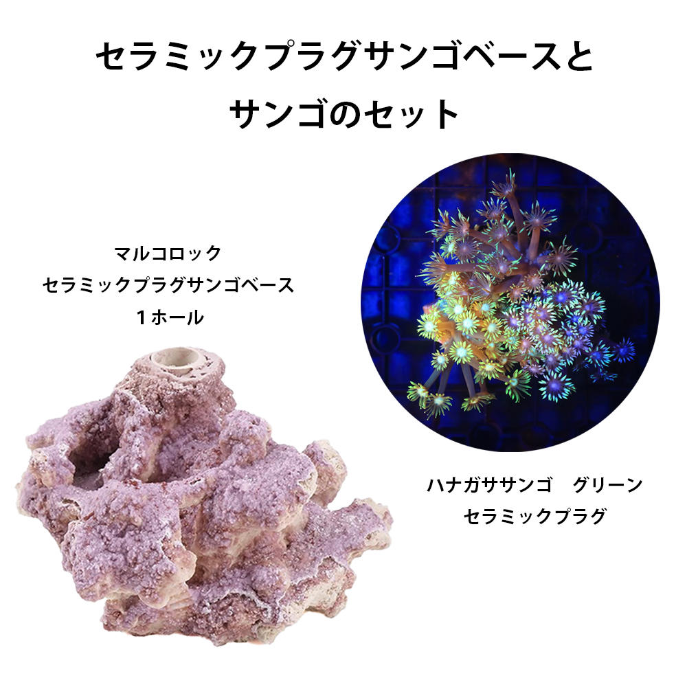（サンゴ）ハナガササンゴ　グリーン　プラグ付き　マルコロック　セラミックプラグベース　（１セット）