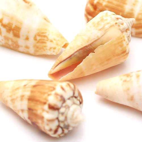 貝殻　シェルコレクション　マガキ貝　Ｓサイズ（５個）